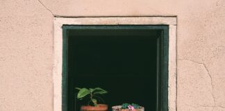 Jak często podlewać wrzosy w doniczce w domu? Jak często podlewać wrzosy w doniczce w domu?