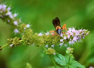 Gdzie znajduje się podłużnica w samochodzie?