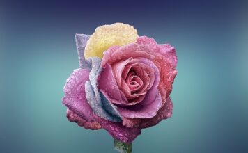 Czy róże lubią fusy z kawy?