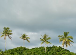 Co posadzić pod oknami domu? Co posadzić pod oknami domu?