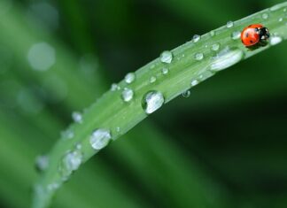Ile kosztuje pościel w Pepco? Ile kosztuje pościel w Pepco?