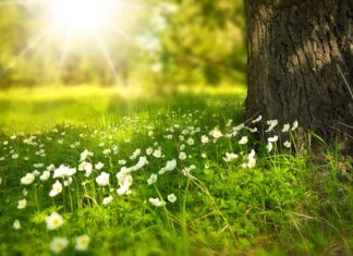 Czy można kosić trawę w pełnym słońcu?