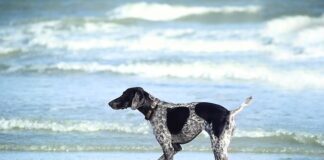 Ile czasu moczyć gąbkę florystyczną?