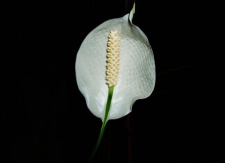 Czy skrzydłokwiat potrzebuję dużej doniczki?