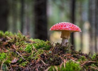 Dlaczego robi się grzyb przy oknie dachowym?