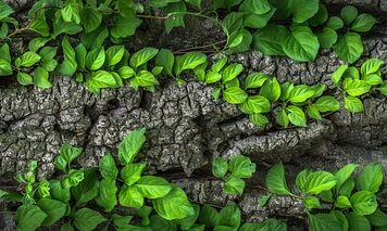 Gdzie mieszka Kora? Gdzie mieszka Kora?