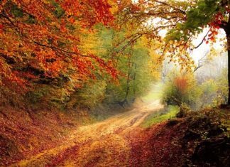 Czym obsadzić ścieżkę do domu?