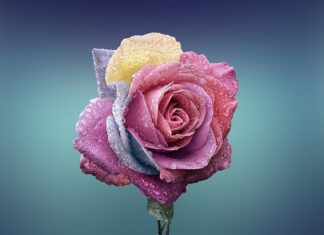 Jak się robi wieczne róże?