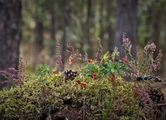 Gdzie najlepiej rosną wrzosy?