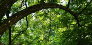 Jak połączyć sklejkę pod kątem prostym? Jak połączyć sklejkę pod kątem prostym?