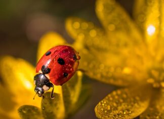 Czym wypełnić flower box?
